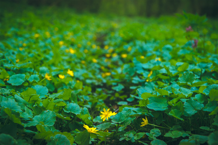 big green round leaves surface textures backgroundの写真素材