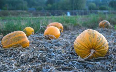 Pumpkin harvest at evening in the gardenの写真素材