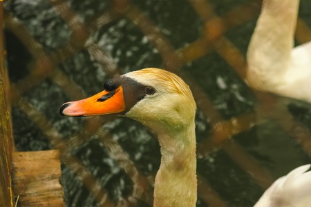 Dirty swan mud head near the riverの写真素材