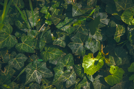 Green leaf texture, background in deep forestの写真素材