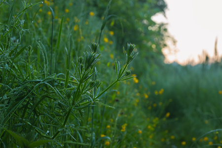 morning grass in the hill and riverの写真素材