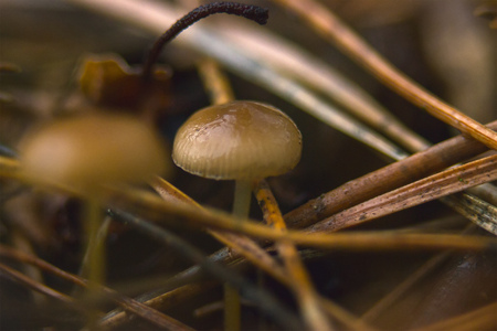 Mushroom called Panaeolus Acuminatus at last year grass