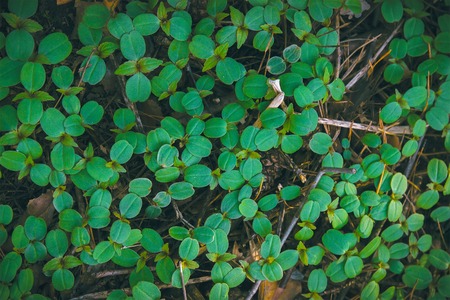 big green round leaves surface textures background