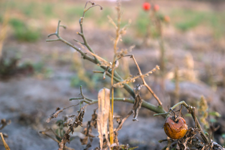 bunch of rotten cherry tomatoes on farm at eveningの写真素材