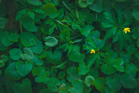 Shiny green foliage from wild ginger plants, Asarum europaeumの写真素材
