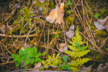 Raspberry leaves in the early spring forestの写真素材
