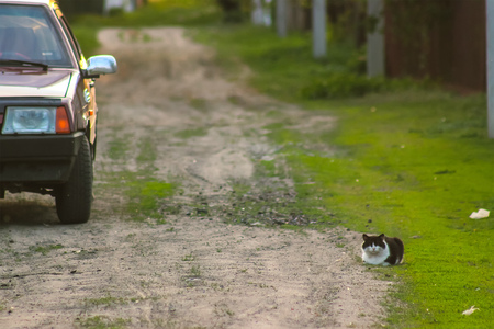 sitting cat in the yard near car at rural scapeの写真素材
