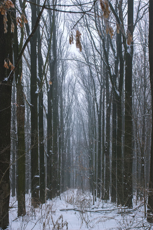 winter trees on big layer of snowの写真素材