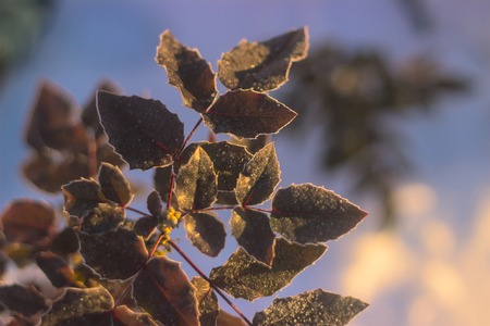 Perspective view on green leaves with sun ray in the winter forestの写真素材