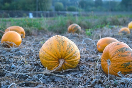 Pumpkin harvest at evening in the gardenの写真素材