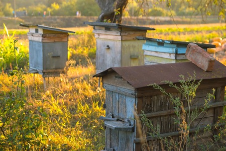 Four rural beehives in natural surrounding in the eveningの写真素材