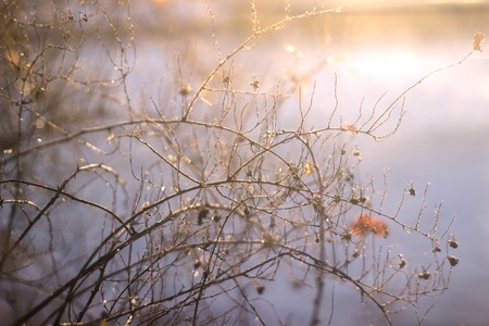 Winter nature background. Christmas holiday backdrop, Frozen tree branch closeupの写真素材