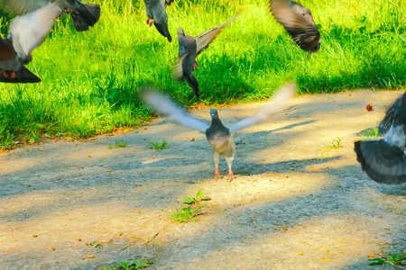 Pigeon. Landing at puddle. The large bird up viewの写真素材
