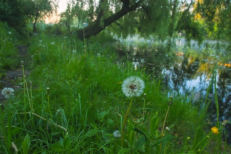 Dandelion in a field of green grassの写真素材