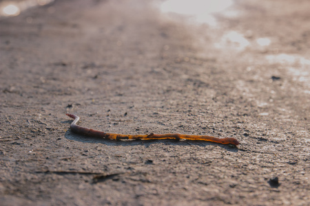 Earthworm lying on soil. Worms living under the ground.の写真素材
