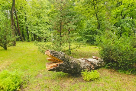 Magic dark forest. Autumn forest scenery with rays of warm light.の写真素材