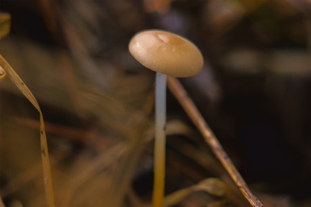 Mushroom called Panaeolus Acuminatus at last year grassの写真素材