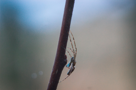 spider in the forest at early springの写真素材