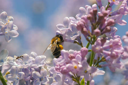 hives with bees looking for entrance aroundの写真素材