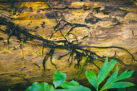 mystical and fantasy forest plant green leaf textureの写真素材