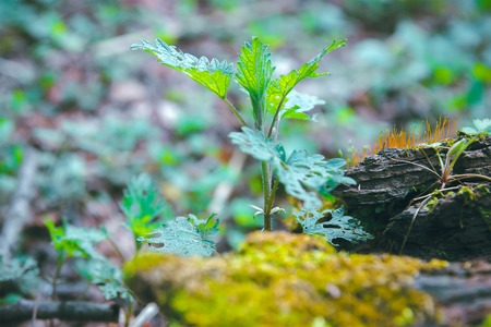 Abstract Green leaf texture, background in deep forest