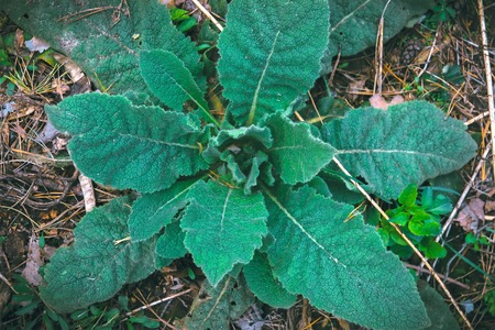 mystical and fantasy forest plant green leaf textureの写真素材