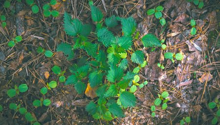 Nettle at darkness in the evening. Urtica.