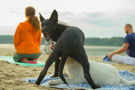 Zhytomyr, Ukraine - August 9, 2015: Group of young people and stray dogs practicing yoga on the seaside during the sunriseのeditorial素材
