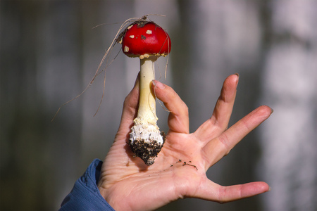 red mushroom fly in the hand in nature birch backgroundの写真素材