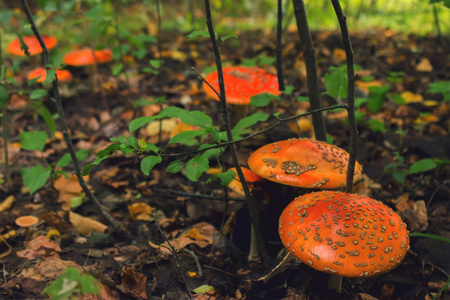 Red fly agaric mushroom or toadstool in the grass. Latin name is Amanita muscaria.の写真素材