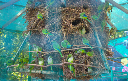 A lot of Parrot in their nest