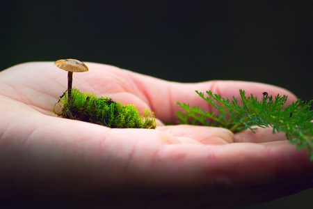 Orange-cap mushroom, grass and moss in handの写真素材