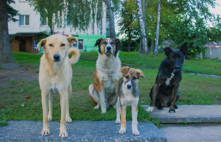Young four stray dogs looking at camera in the spring grassの写真素材