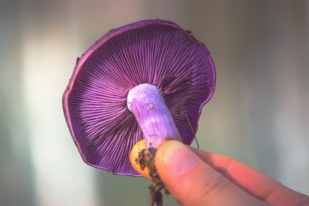 Macro of Purple Mushroom Gills and Orange Leaf: Cortinarius violaceus in handsの写真素材