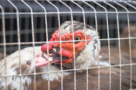 Young ducklings stand in a metal cage on a farm under the sun's raysの写真素材