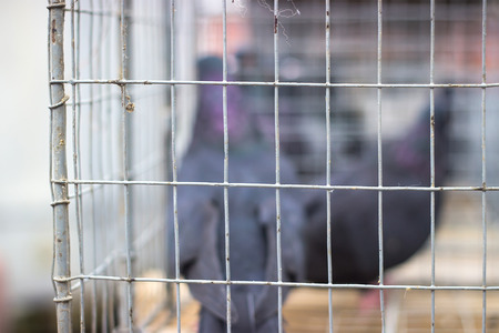 pigeons in cages on display at competitionの写真素材
