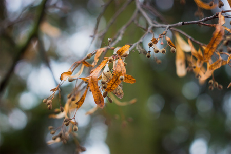 linden tree branch with seeds at autumn