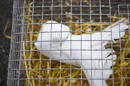 white dove in a cage on a yellow straw