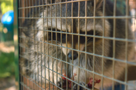 Racoon in the zoo's cage in the morningの写真素材