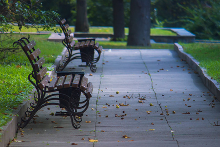 Alley in a green park with wooden benches of the summer eveningの写真素材