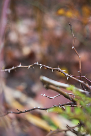 Branch bush rose with spines in the autumn gardenの写真素材