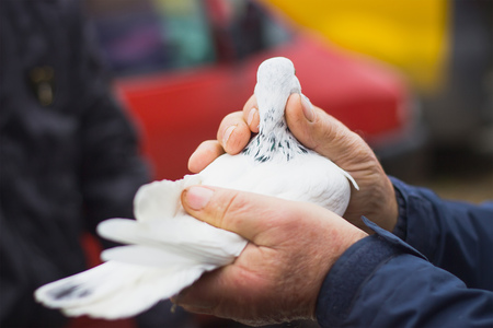 white dove in the hands of a man on the streetの写真素材