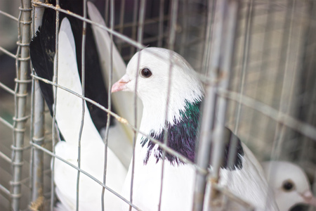 many gray doves in a tight cage autsideの写真素材