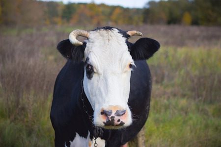 a black cow with a white head in the field in the fallの写真素材