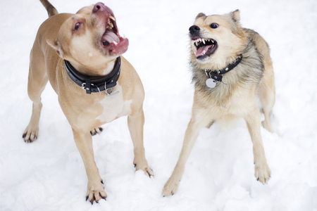 angry dogs fighting in winterの写真素材