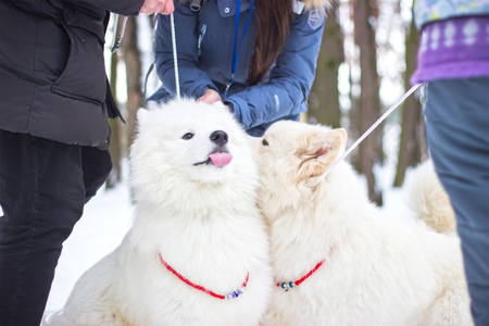 large dogs are biting each other in the snow and looking at their ownerの写真素材