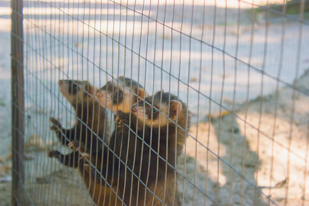 A gang of marmots look out of the cage at the zoo