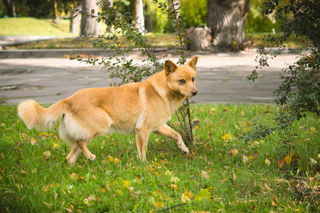 Stray dogs on street makes fear peopleの写真素材