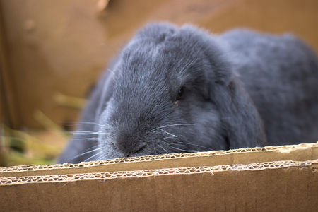 A gray fluffy rabbit sits in a cardboard box and is sadの写真素材