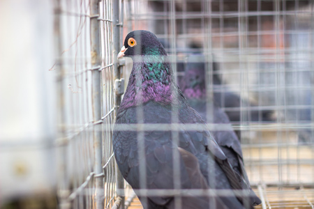 many gray doves in a tight cage autsideの写真素材